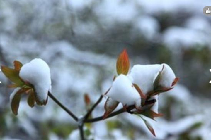 "自驾车到光雾山不容易，还在这里看到了雪，真是非常美丽_光雾山旅游景区"的评论图片