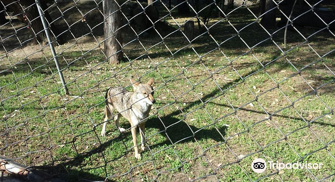 Zoologico Los Coyotes旅游景点图片