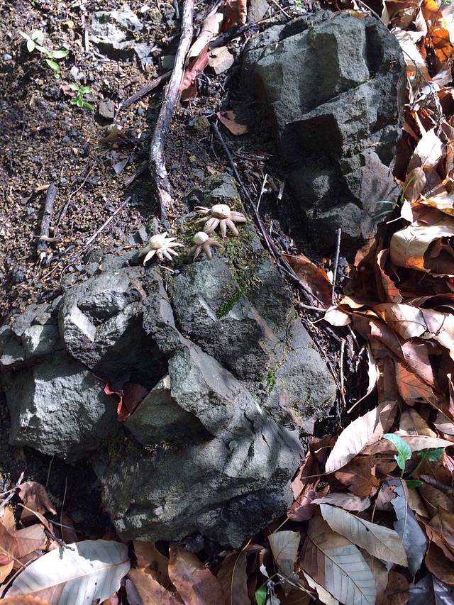 药林寺森林公园