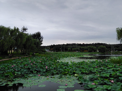 龙潭荷花湖度假公园-天柱排青公园旅游景点图片