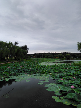 龙潭荷花湖度假公园-天柱排青公园的图片
