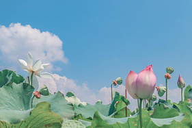 上虞周末自驾游｜赏荷花逛古村探秘“瓷器之源”