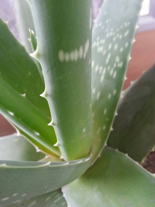 药用植物园(不对外开放)