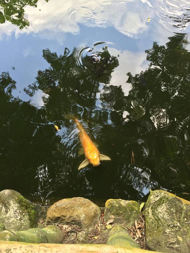 金瓜寮鱼蕨步道