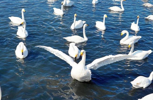 大天鹅国家级自然保护区