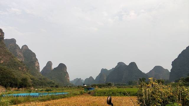 阳朔大樟树农家乐