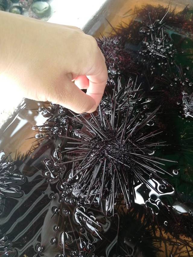 外伶仃岛海鲜市场