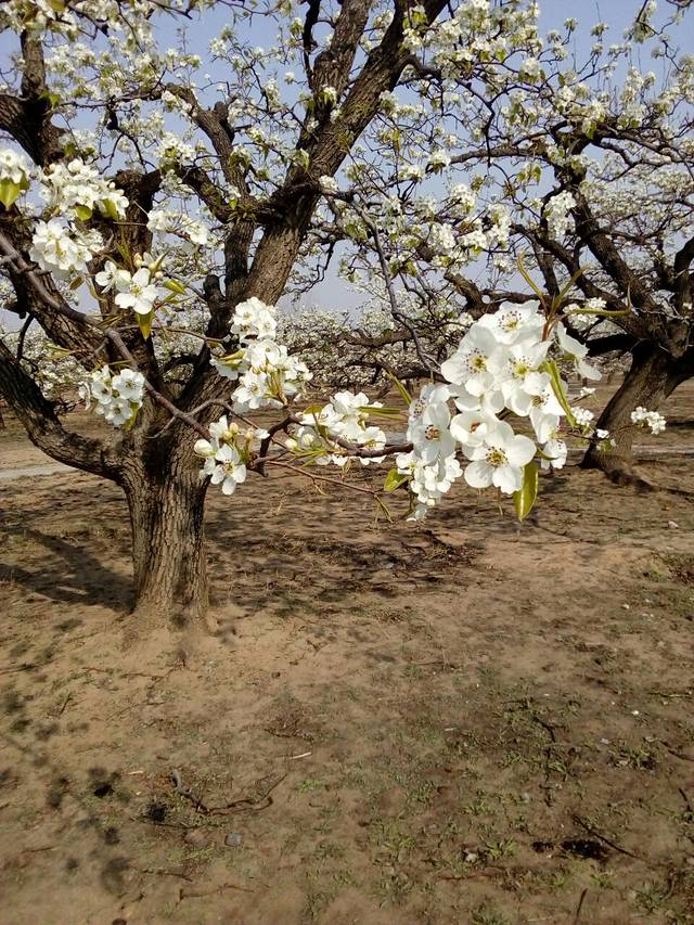 京白梨大家族主题公园
