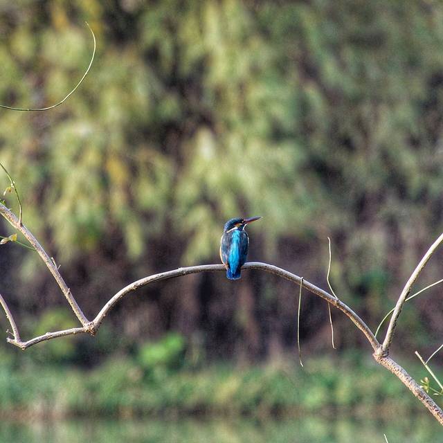 新江湾湿地生态观鸟拍鸟基地