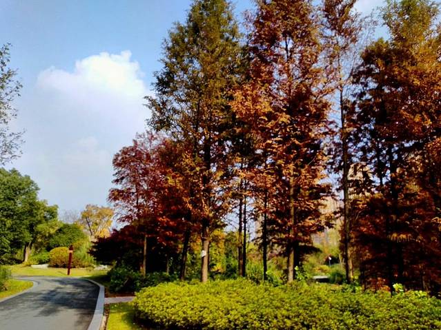 丁塘河湿地公园