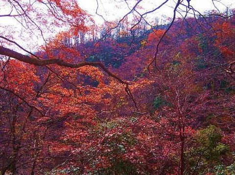 光雾山旅游景区旅游景点攻略图