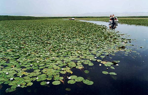 库尔勒莲花湖的图片