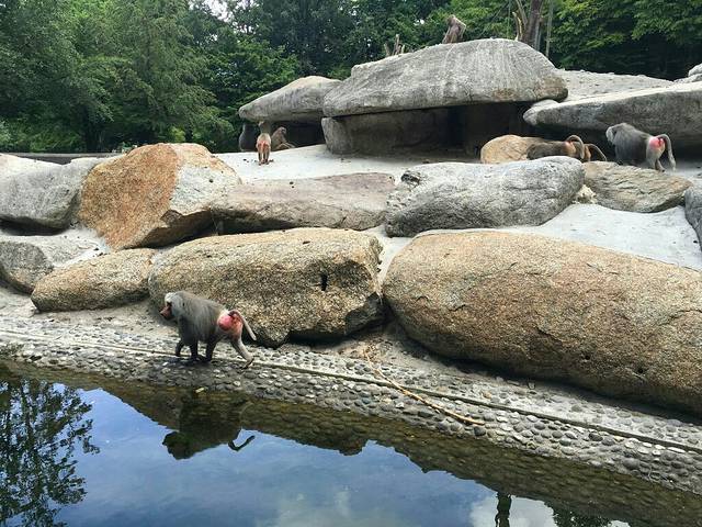 巴伐利亚州动物标本收集研究所