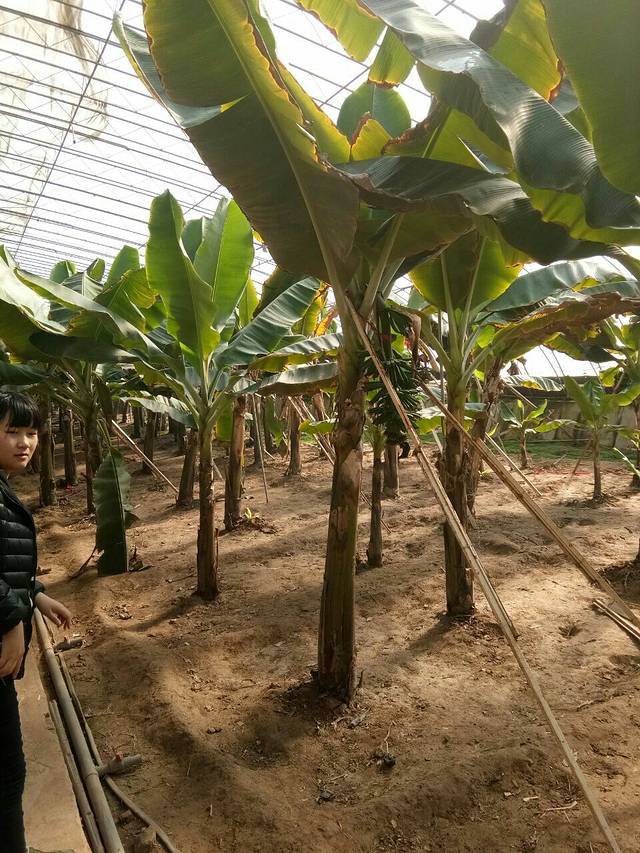 九龙湾生态农业园