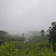 Dalunshan Tea Garden Ginkgo Forest