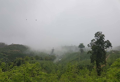 Dalunshan Tea Garden Ginkgo Forest的图片