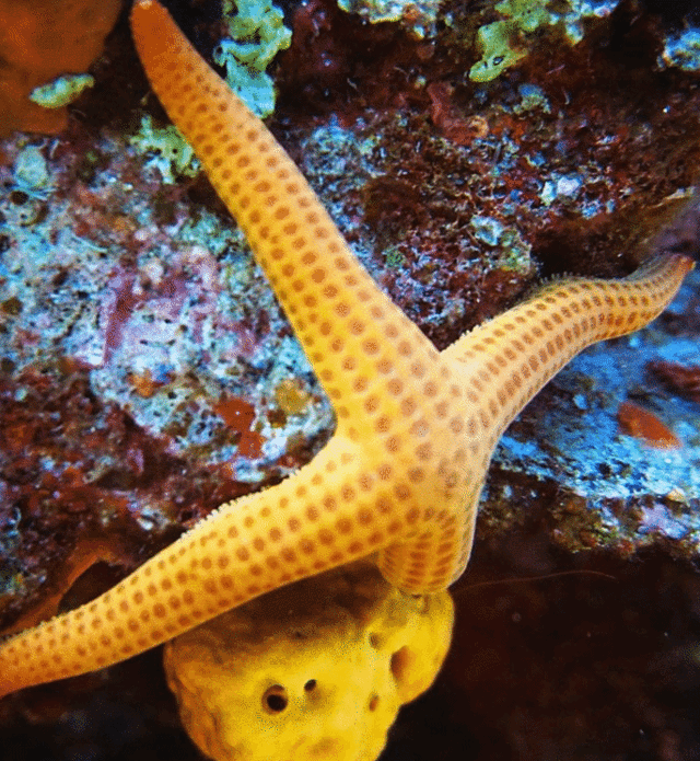 We Shall Sea Scuba Dive