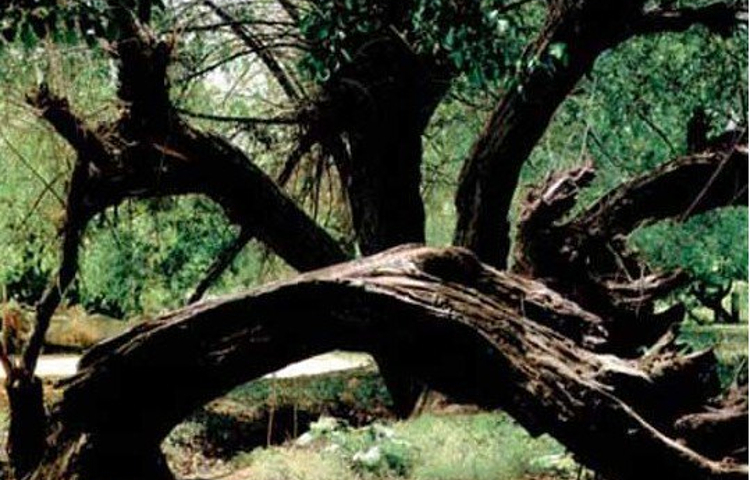 库尔米什阿塔木麻扎