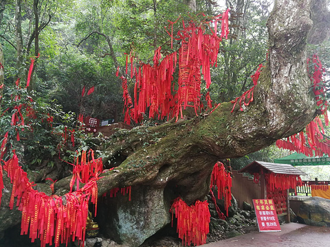 神农谷国家森林公园-树抱石站旅游景点图片