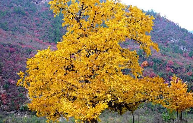 邳州国家级银杏博览园