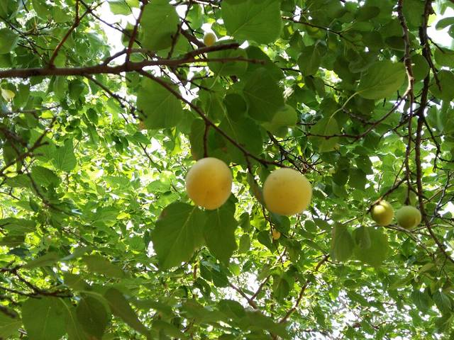 夏津黄河故道森林公园