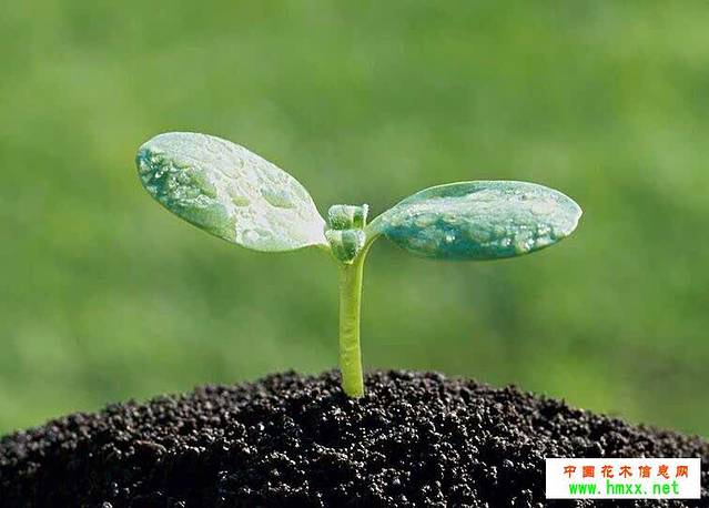 圣丰城酒家(龙华COCO CITY店)