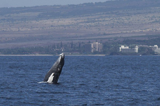出海观鲸旅游景点图片