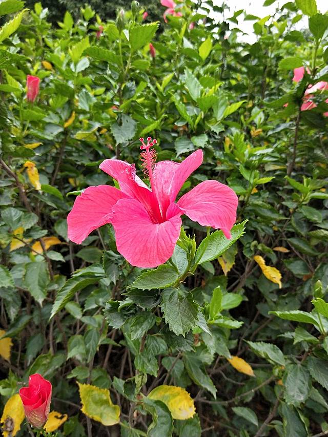 南宁市花卉公园