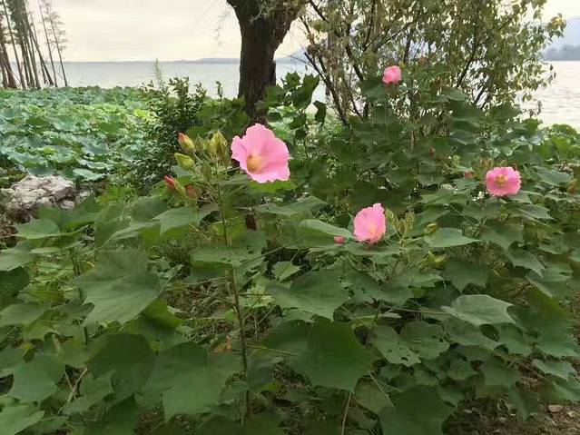 尚湖山水文化园