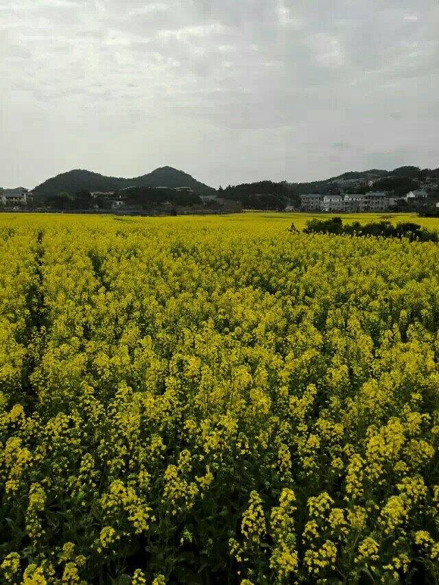 坪盘村油菜花