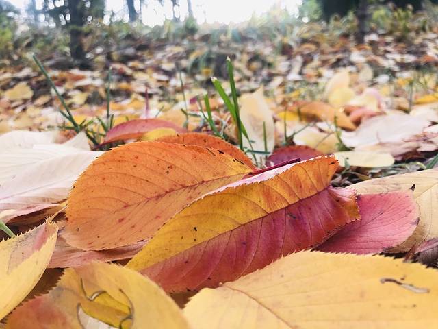 沂源九九长寿乐园