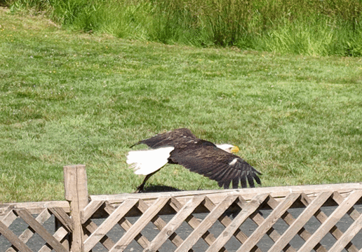 Pacific Northwest Raptors旅游景点图片