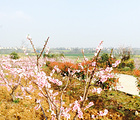 仙桃云谷农业园