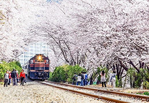 庆和站樱花路旅游景点图片