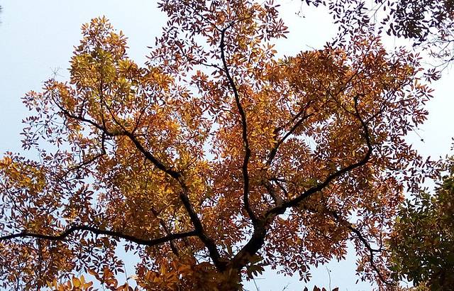 南京紫金山庄·湖畔自助餐厅
