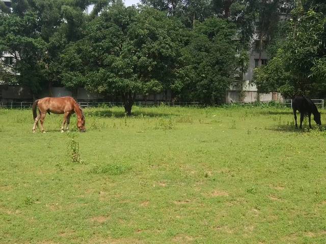塘厦逍遥骑马场