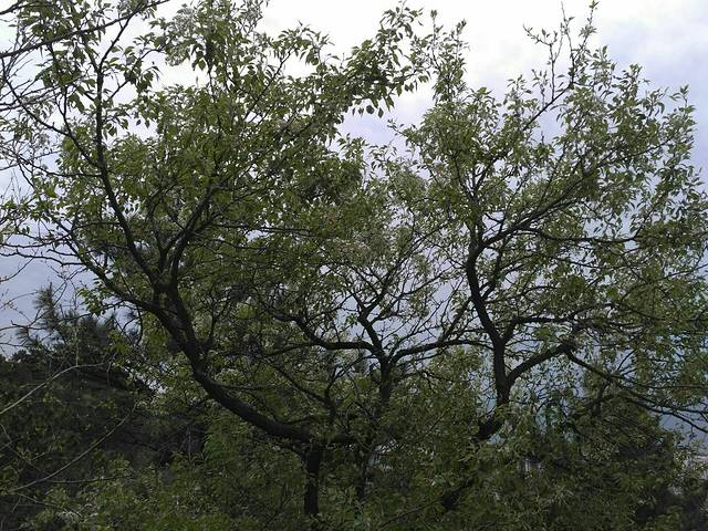 胶河国家湿地公园