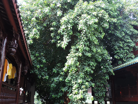菩提树旅游景点图片