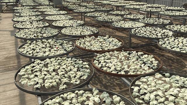 江门市福新陈皮茶业有限公司