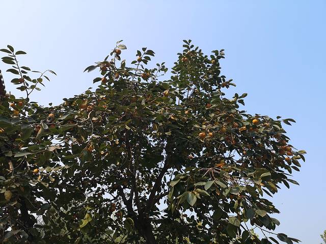 栾城柴武台公园