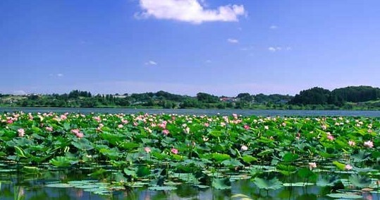 十里荷花