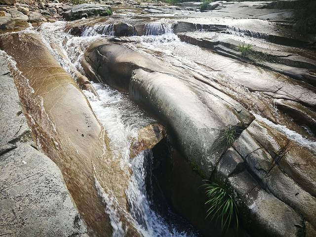 霍山石斛生态园