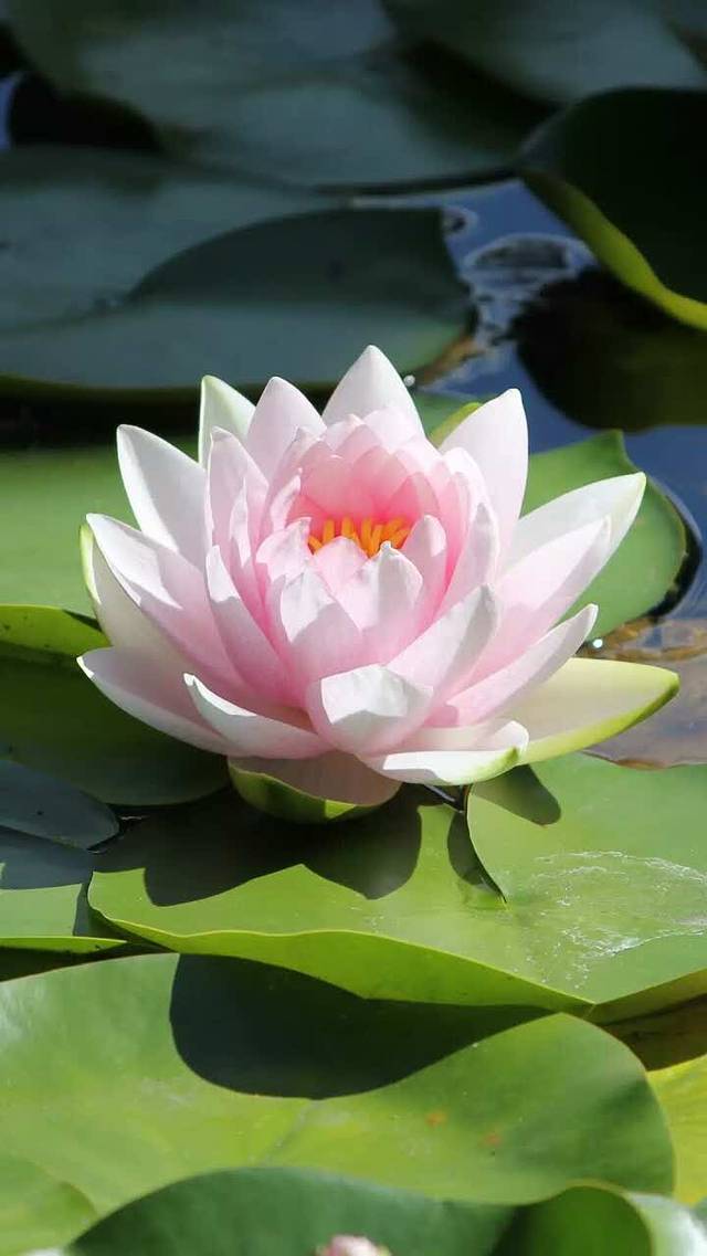 嘎嘎鸭脑壳(芳草店)