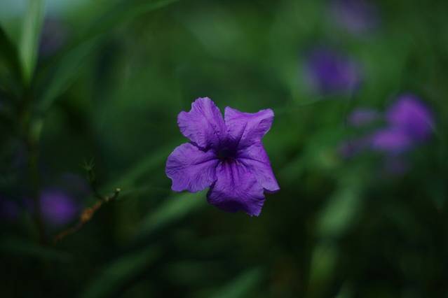 王借岗古火山遗址