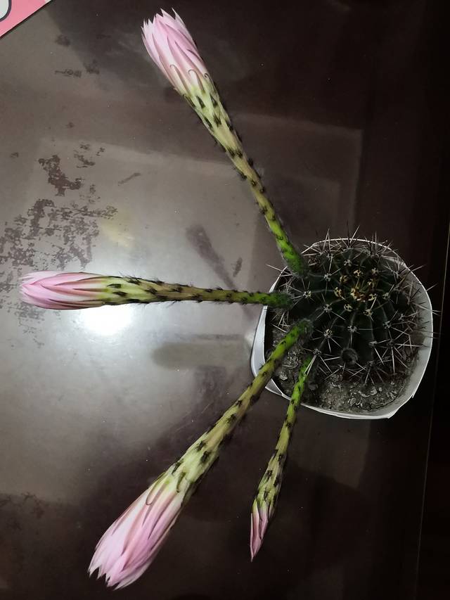 Seokbujak Theme Park