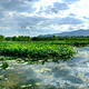 翠湖国家城市湿地公园