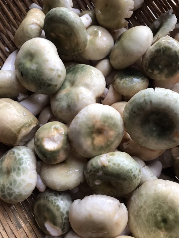 易门县南屯湖生态旅游园二期公园