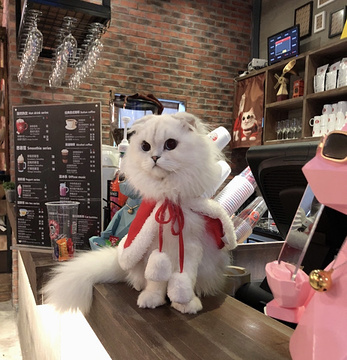 MANCAT漫猫咖啡(松江新城店)