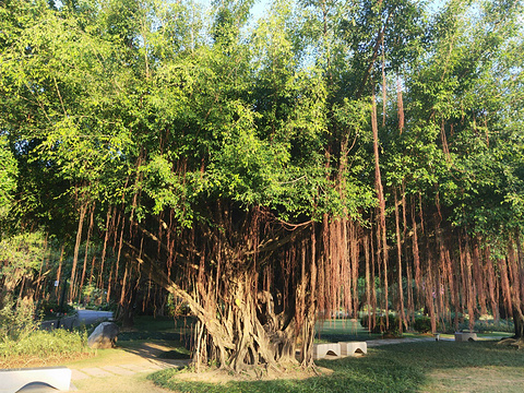 广西珍贵树种展示园旅游景点图片