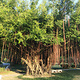 广西珍贵树种展示园
